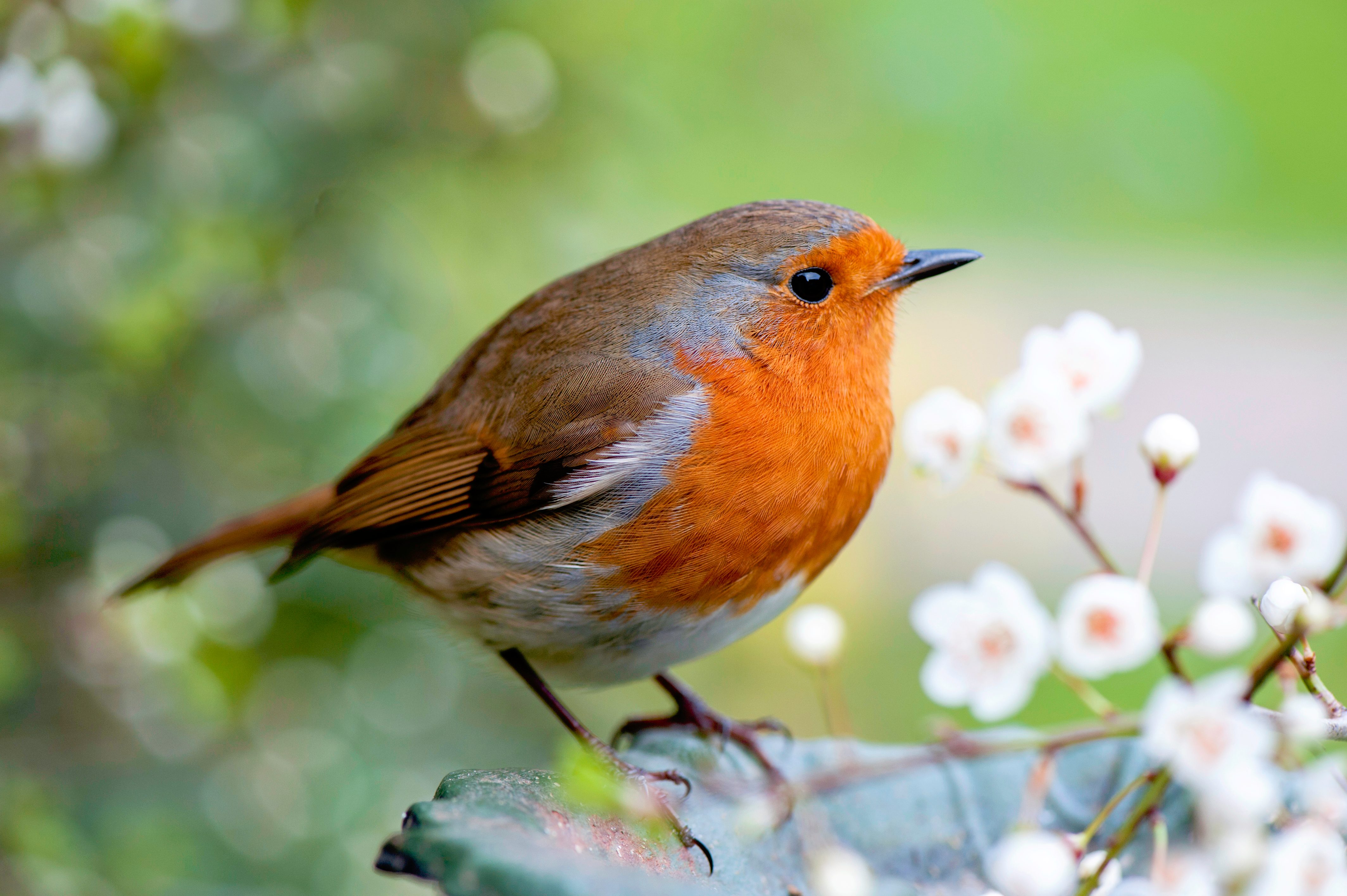 Close-up image of a European robin, known simply as the robin or robin redbreast in the British Isles